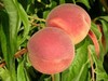 Peach