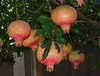 Pomegranates